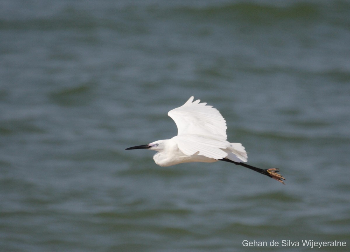 Egretta garzetta Linnaeus, 1766